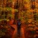 walking, autumn, leaves, colors, fall, enjoy nature, great outdoors, fresh air, exercise, 