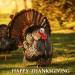 turkey, big bird, plumage, feathers, autumn, colorful, fall, food