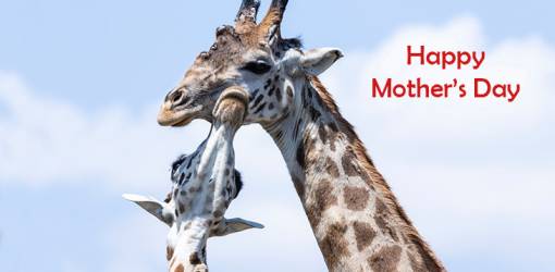 happy mothers day, mothers day wishes, other giraffe, baby giraffe, happy mothers day, animal moms